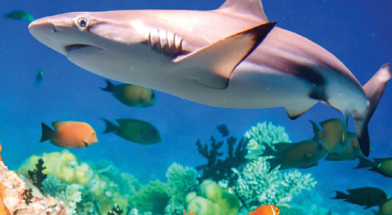 shark in a reef