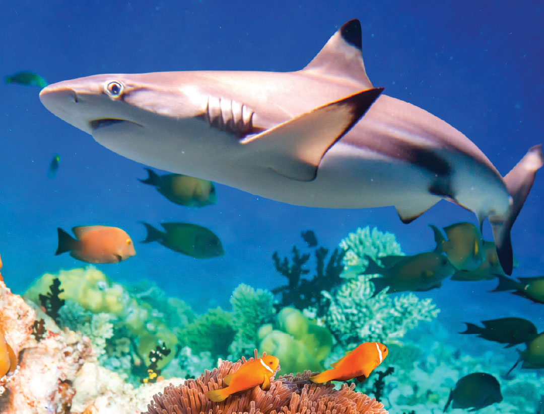 shark in a reef